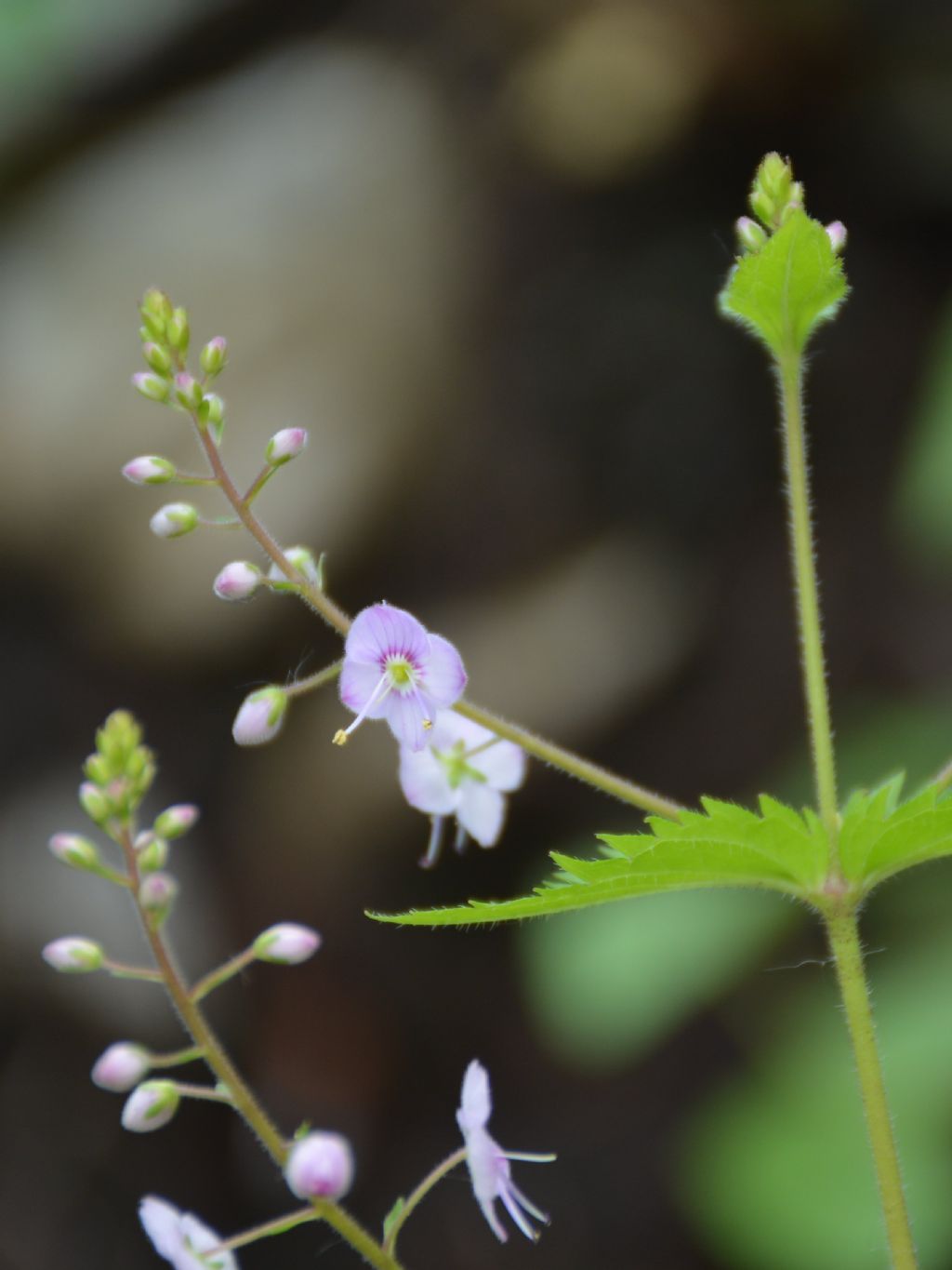 Veronica urticifolia